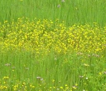 Design-time saving tip sheet for a demanding Mother’s Day