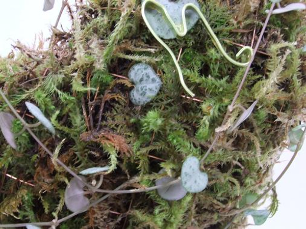 Hang the moss heart outside in the shade to continue to grow.