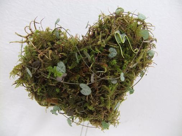 Growing moss heart for Valentines Day Growing moss heart for Valentines Day