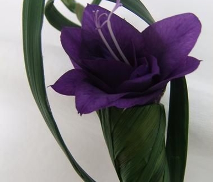 Blue Harlequin