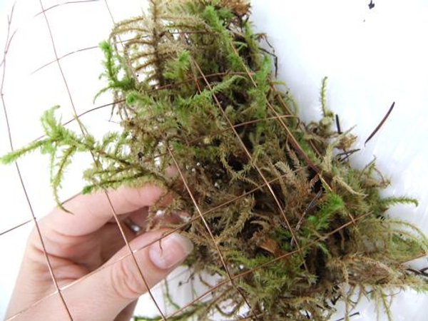 Press the moss to create a firm shape for the plants to grow in.