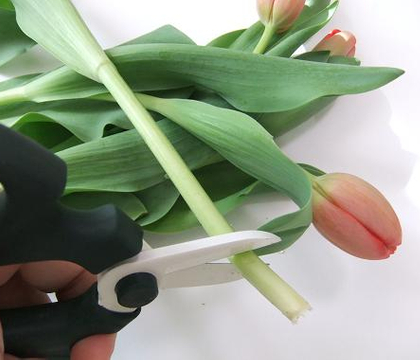 Where to cut Tulips to condition