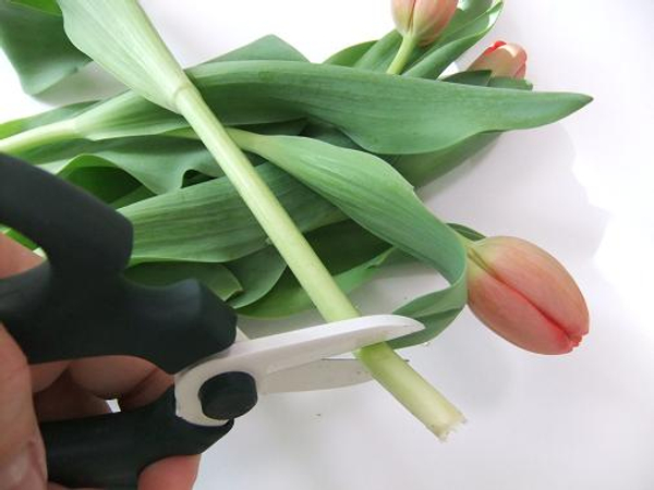 Cut Tulips to condition