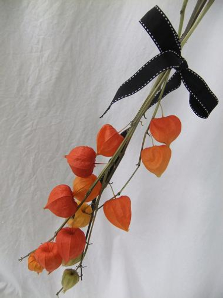 Drying Physalis (Chinese lanterns) .