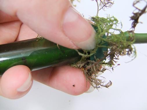 Gather a clump of moss around the green test tube.