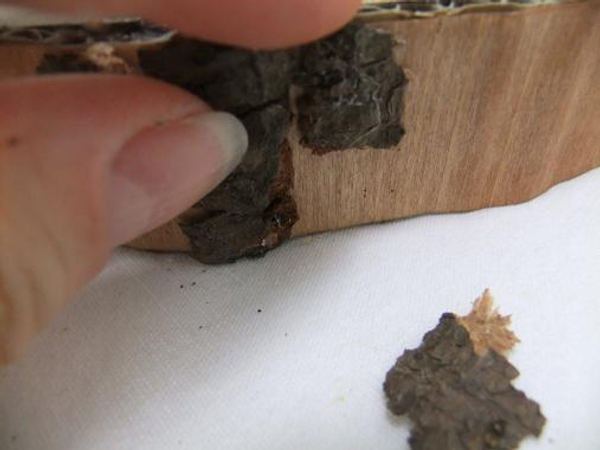 Glue the bark chips to the paper log
