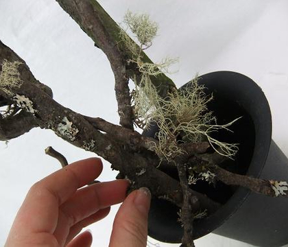 Permanent Mossy Stick tree 