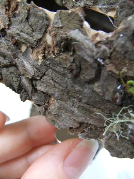 Place the smaller magnet behind the cardboard and bark log.