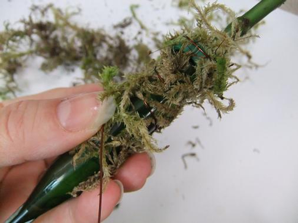 Secure the moss by wrapping it with brown wire