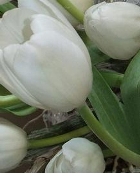 Keep tulips in tight bud for longer