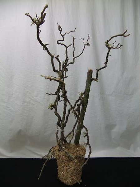 Twig armature as a permanent design in a container