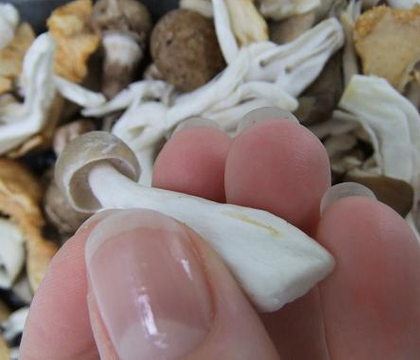 Drying Mushrooms for Floral Art