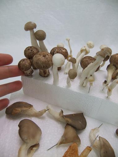 how to preserve a mushroom for display?