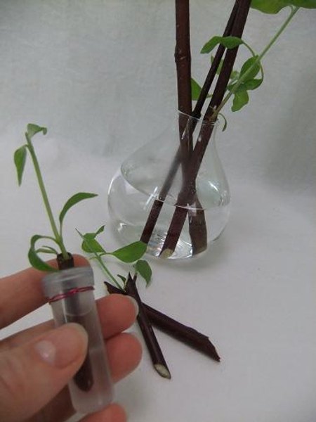 Place the stems in test tubes and fill with water.