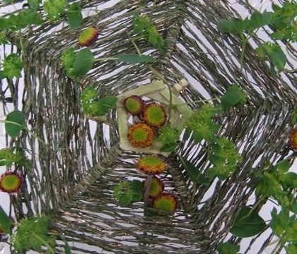 Bupleurum rotundifolium: