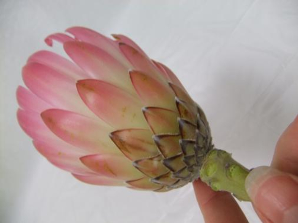 Clean Protea flower head.