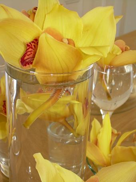 Cymbidium Cymbidium