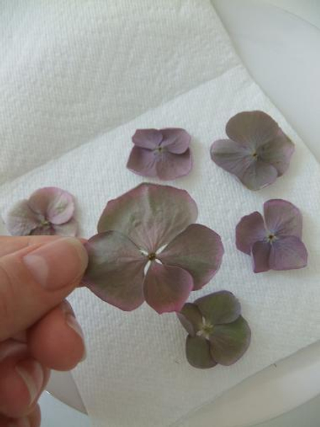 Dried Hydrangea Flowers 