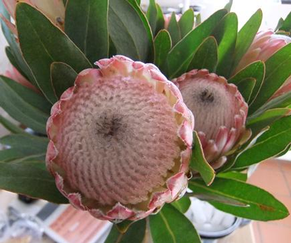 Protea