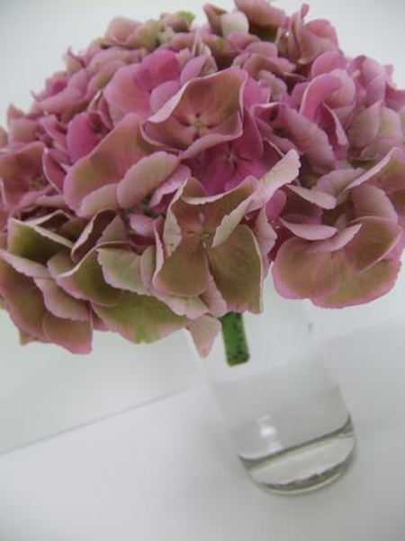 Letting Hydrangeas dry naturally. Letting Hydrangeas dry naturally.