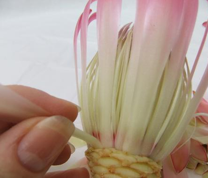 Peel a Protea flower