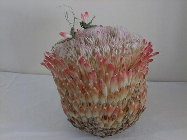 Protea Composite made out of 9 Protea flowers