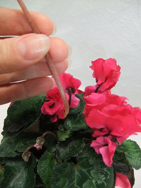 The Cyclamen stem will break clean without damaging the tuber.