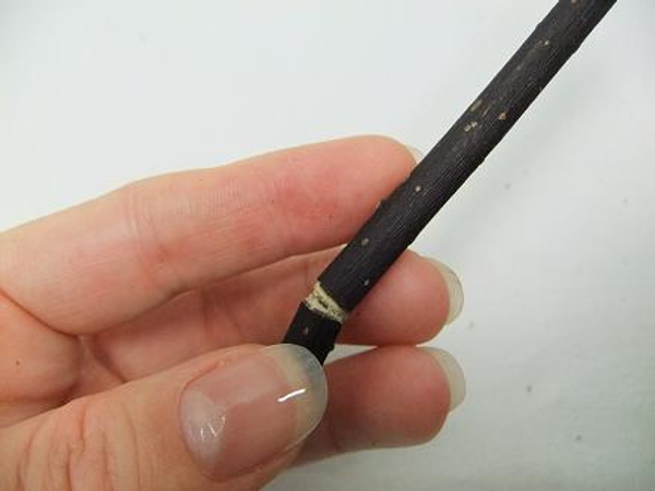 The twig will now easily snap in two. The twig will now easily snap in two.