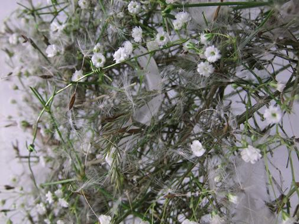 Dandelion seeds and baby’s breath star.