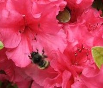 Flower Girl’s Butterfly Net and Ring Bearer Bug Box