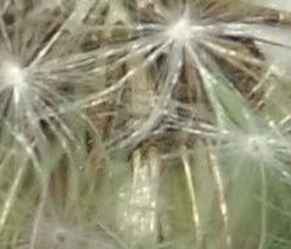 Wish Upon a Dandelion Star