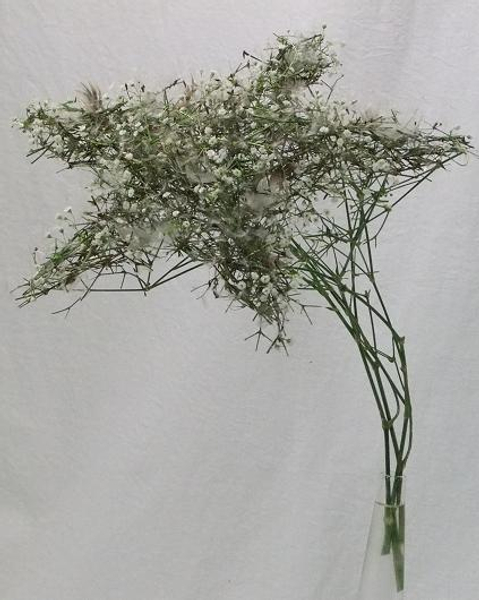 Floral Art design Gypsophila and Dandelion shooting star.