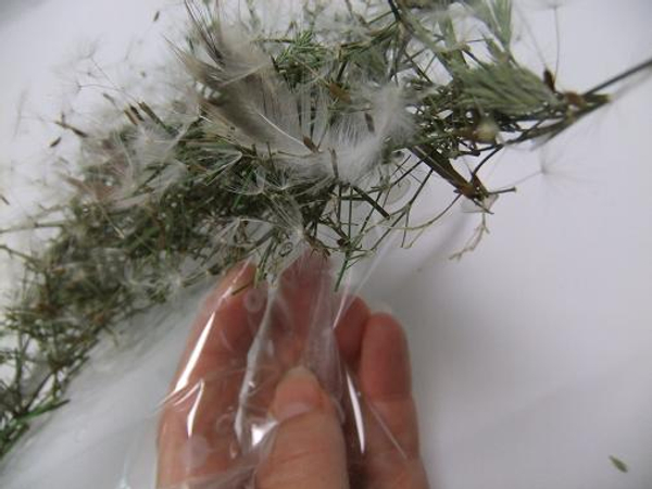 Glue in the dandelion seeds and light feathers and remove the plastic when dry.