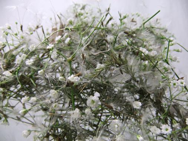 Glue in the dandelion seeds to make sure they dont blow away.