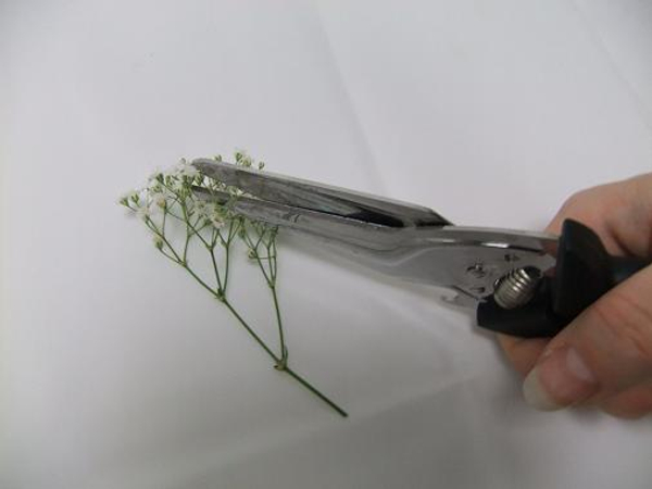 Snip the gypsophila flowers from the stems.