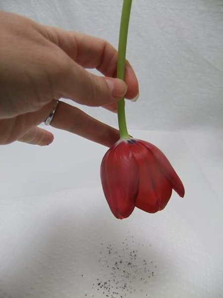 Tap away most of the pollen from a fully opened tulip.