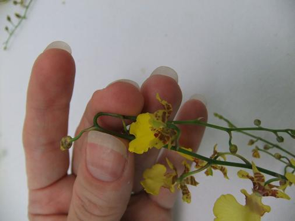 Bending an Oncidium orchid stem without breaking it .