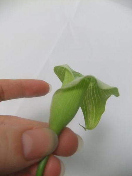 Calla lily with the spathe folded over.