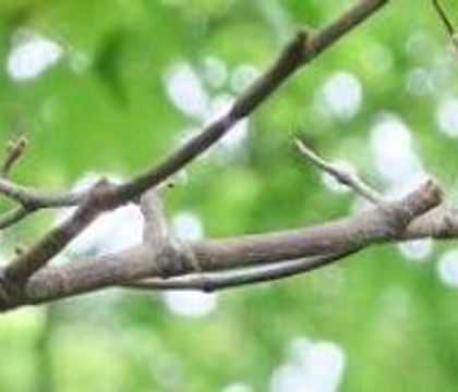 Twig-a-tude