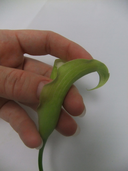 Gently fold the arum petal open and the over.
