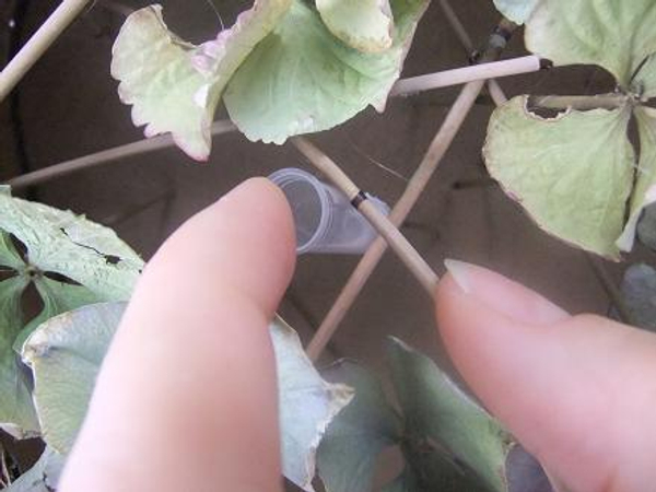 Glue sticks or reeds to create long stems for small test tubes.