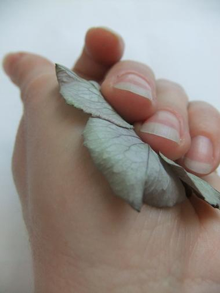 Hold the hydrangea flower in the palm of your hand.