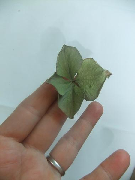 Smoothed out dried hydrangea. Smoothed out dried hydrangea.