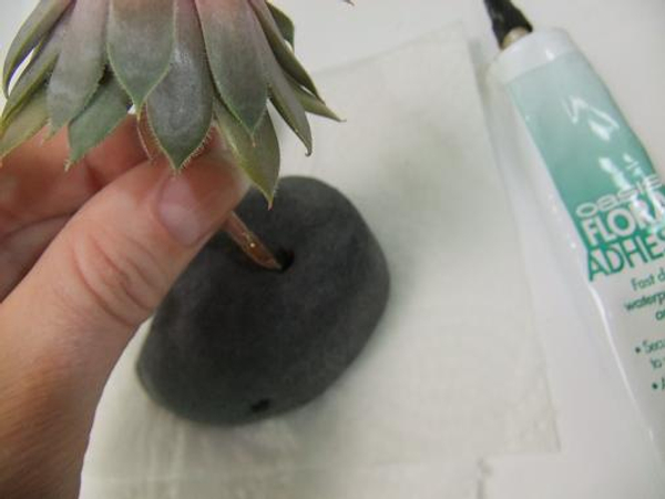 Add a tiny drop of glue to secure the succulent to the pebble.