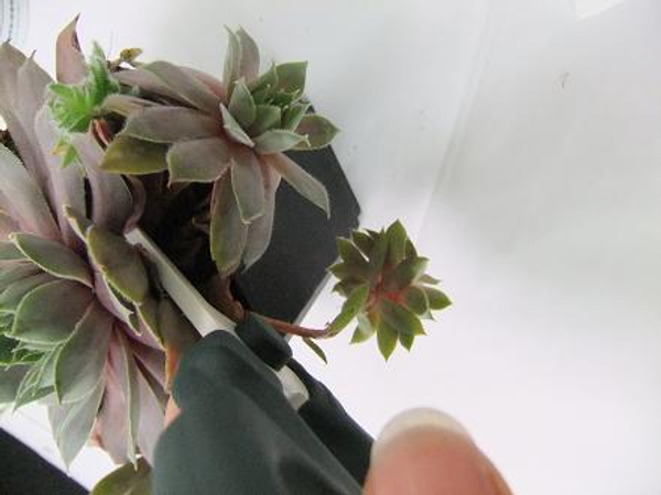 Tutorials - Using floral glue to secure succulents