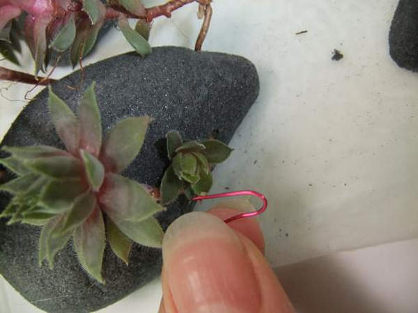 For long trailing shoots you will need to add a hairpin wire to keep the plant in place.jpg