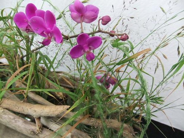Phalaenopsis or Moth orchids flutter casually through the long stems of wild grass.