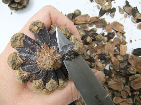 Tutorials - Peel a Pine cone