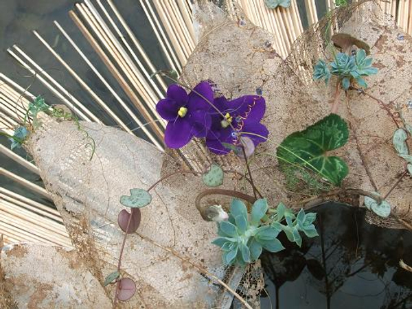 African violet, Ceropegia woodii, Echiveria and Cyclamen flowers and foliage rest on a whirl of skeleton leaves
