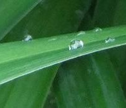 How to catch a dew drop:
